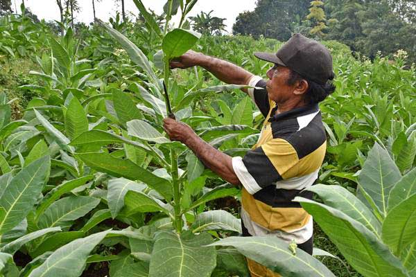 Petani memotong daun muda tembakau di Getasan, Kabupaten Semarang, Jawa Tengah, Senin (24/7)./ANTARA-Aditya Pradana Putra