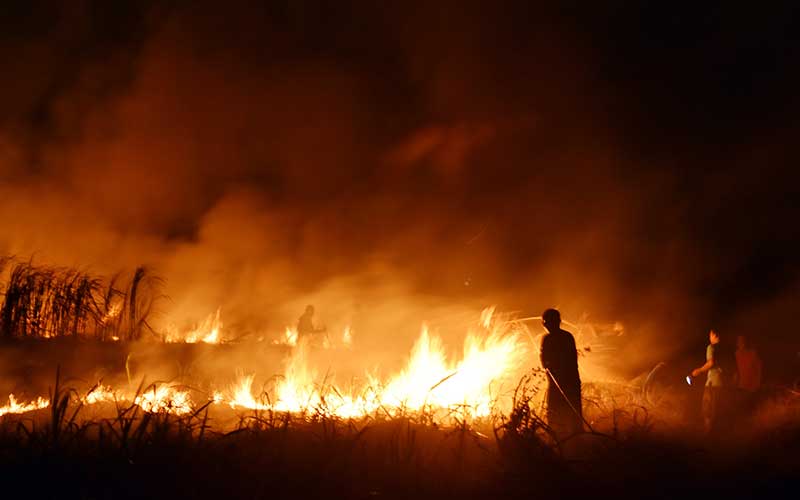  Lahan Tebu Milik Pemkot Madiun Terbakar