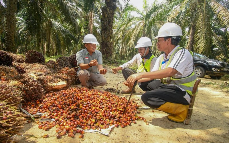  Cargill Dorong Peningkatan Produktivitas Petani Sawit di Sumsel