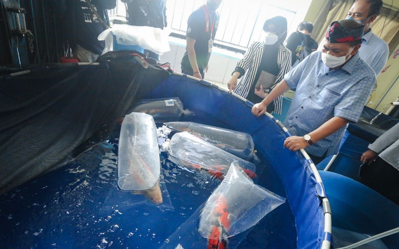  Kota Bandung Dongkrak Sektor Ekonomi Melalui Ikan Hias