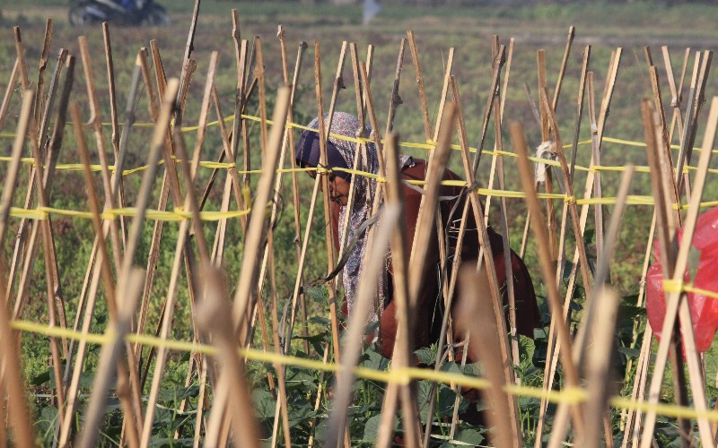  Kemarau, Petani di Cirebon Pilih Tanam Mentimun 