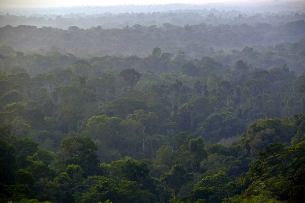 Hutan hujan tropis./Bloomberg-Dado Galdieri