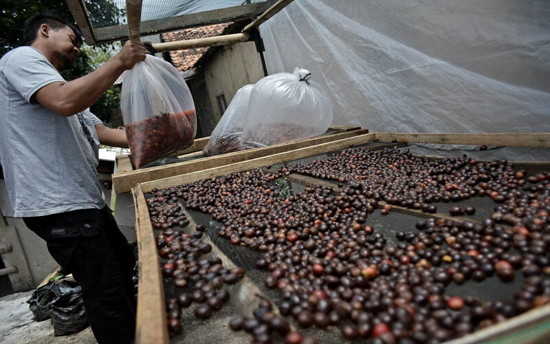  Kopi Pagaralam Bertarung di Kontes AVPA Paris 2020