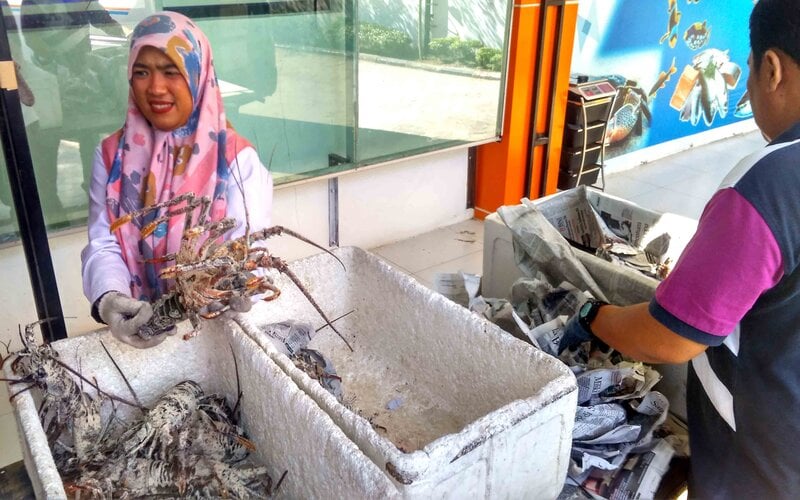  4 Unit Pengolahan Ikan Ekspor di Sumbar Telah Kantongi Sertifikat HACCP