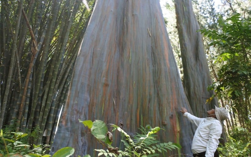  Wah, Pohon Pelangi Terindah di Dunia Ternyata Ada di Indonesia