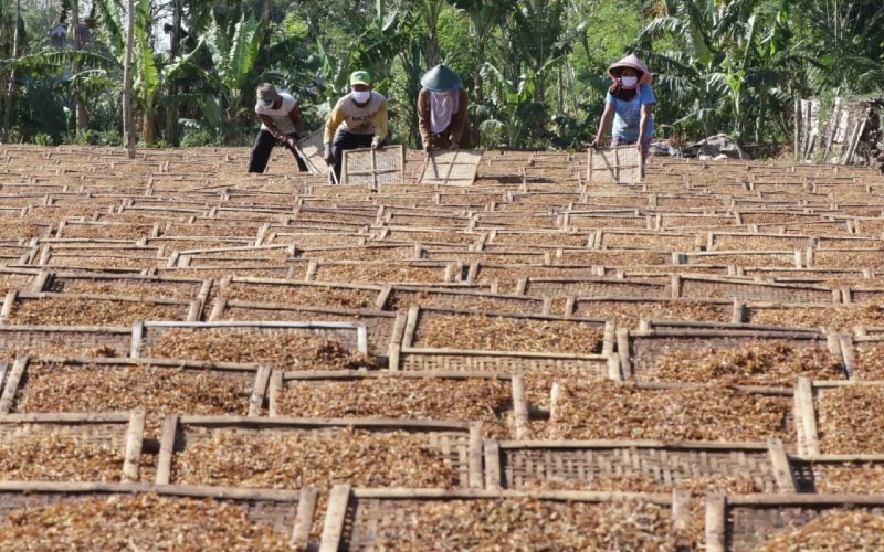  Ada yang Bermain! HJE Rokok 100 Persen Dinilai Tak Tepat