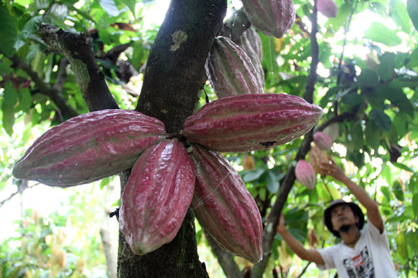 Pekerja memeriksa buah kakao di Sunggal, Deli Serdang, Sumut, Selasa (8/1). /Bisnis.com
