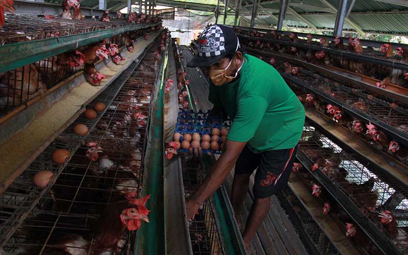  Telur Ayam Ras Sumbang Deflasi September