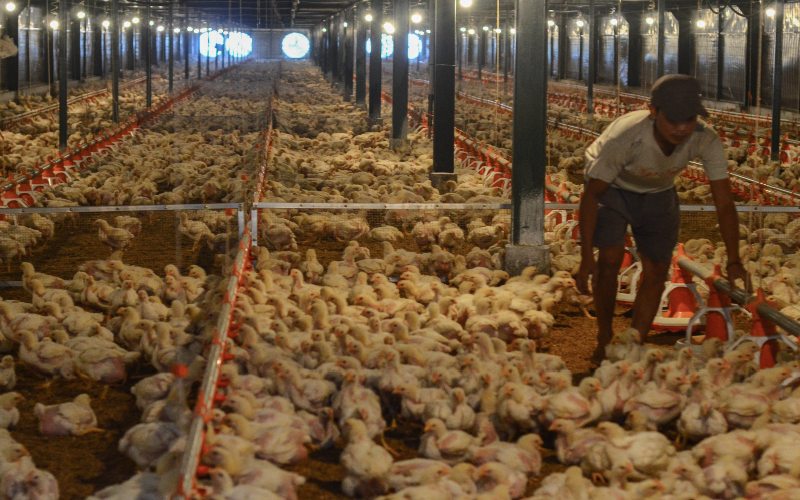  90% Pasar Ayam Dikuasai Asing, Peternak Milenial Minta Pemerintah Ada Keberpihakan