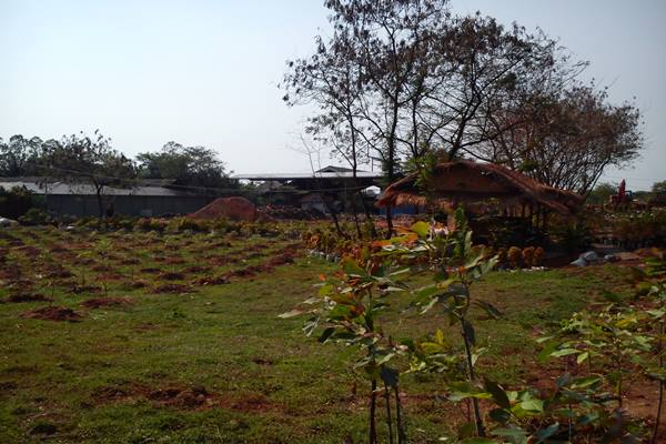 Kebun Eucalyptus di TPA Rawa Kucing/Bisnis Indonesia-Dini Hariyanti