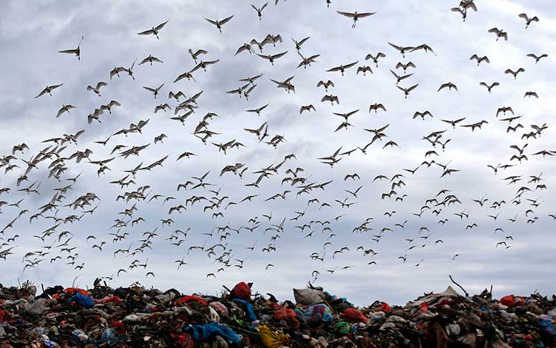  Ribuan Burung Kuntul Putih Mencari Makan di Tumpukan Sampah