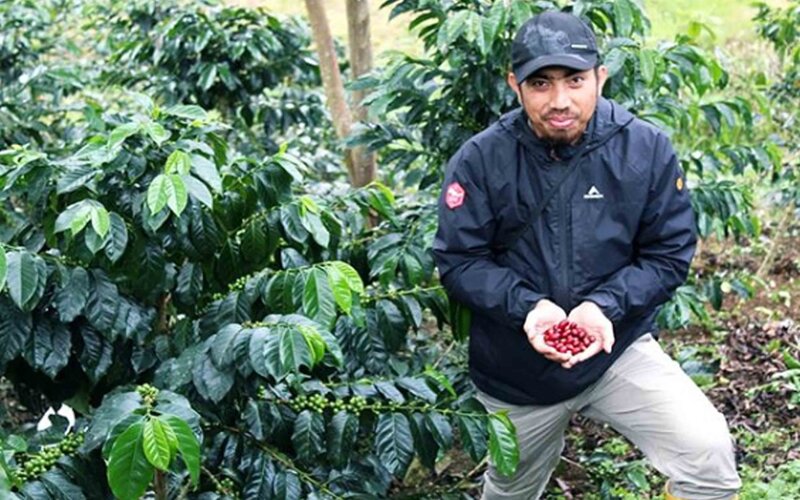  Petani Kopi di Sumbar Hadapi Dilema saat Pasar Ekspor Terhenti