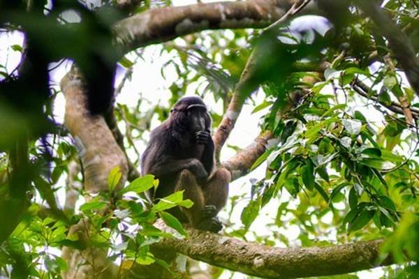  Temuan Fosil Monyet Tertua di China yang Berjuang Lawan Perubahan Iklim, Ini Penampakannya