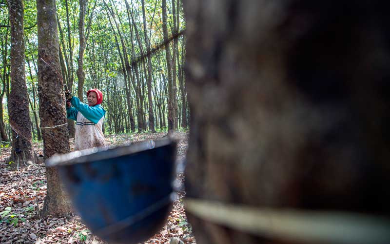  Petani Karet di Sumsel Makin Tertarik Bentuk Unit Pengolahan dan Pemasaran