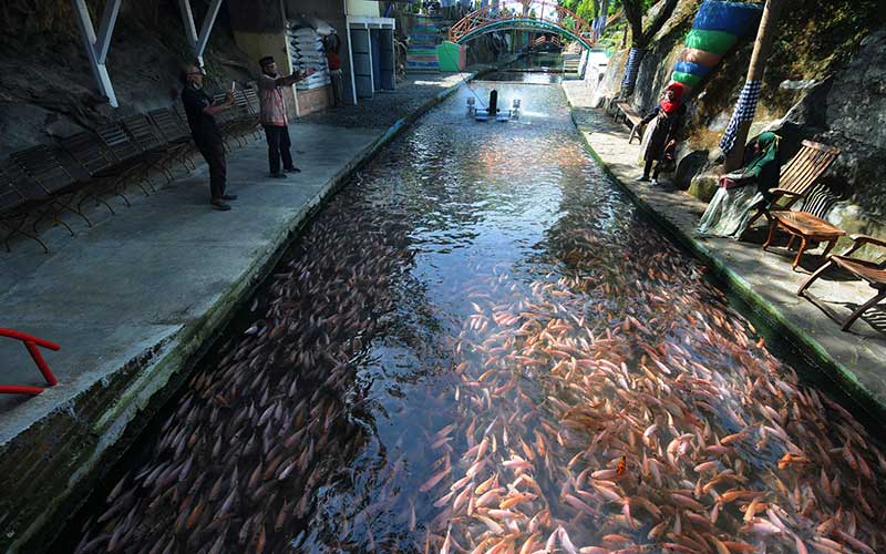  Budidaya Ikan Nilai di Aliran Sungai di Klaten Jateng Menjadi Daya Tarik Wisata