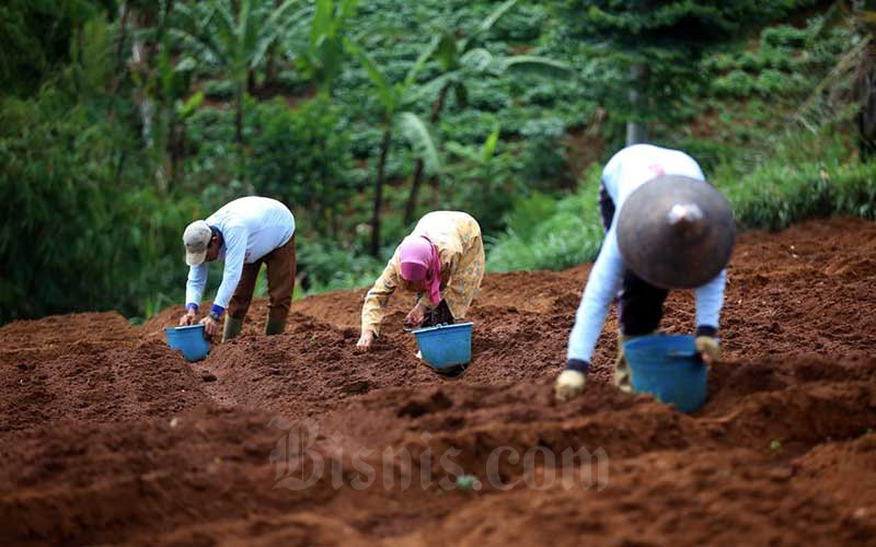  Petani Hortikultura Berlaih Menanam Komoditas Pangan saat Pandemi Covid-19