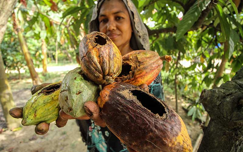  Petani Kakao di Aceh Merugi Akibat Diserang Hama Tupai