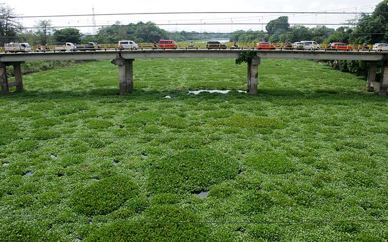  Sungai di Kabupaten Gowa Sulsel Dipenuhi Eceng Gondok