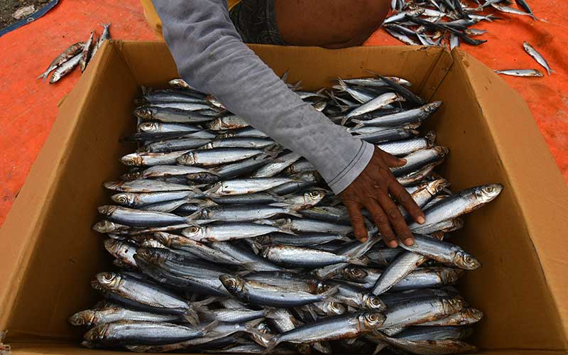  Fenomena La Nina Ancam Usaha Ikan Kering