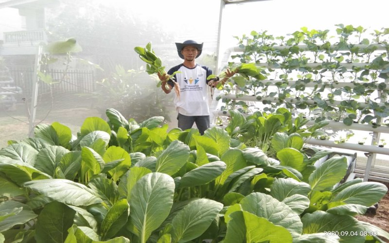 Adie Alqodery, 42 tahun, owner Green Corner Hydroponic Palembang, menunjukkan panen tanaman hidroponik. istimewa