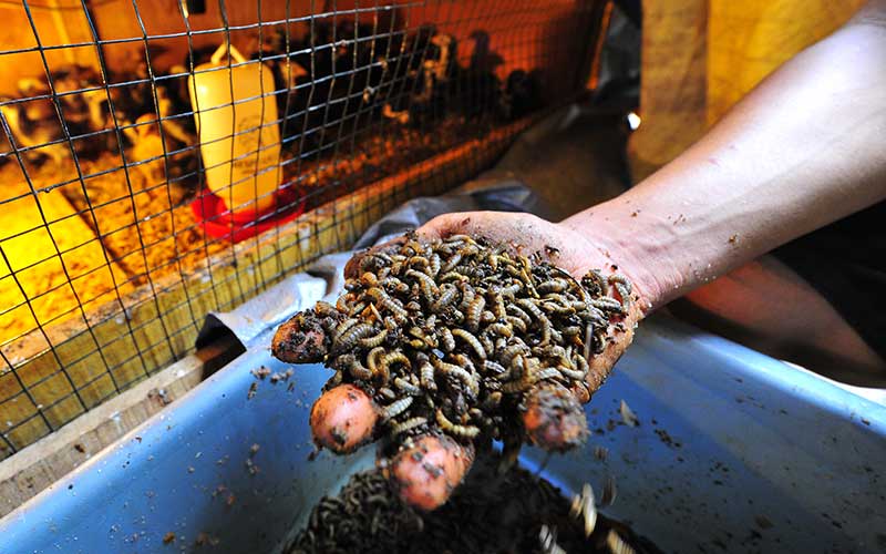  Budidaya Ulat Maggot Untuk Pakan Ternak