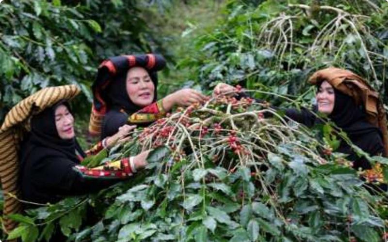  Panen Terhambat La Nina, Produksi Kopi Vietnam Diramal Merosot
