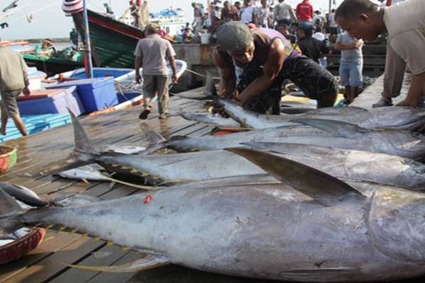 Mercusuar Perikanan Tuna: Data Stok harus Diupdate
