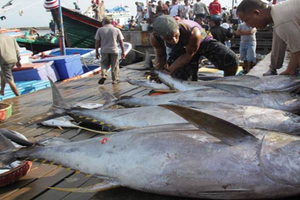  Mercusuar Perikanan Tuna: Data Stok harus Diupdate