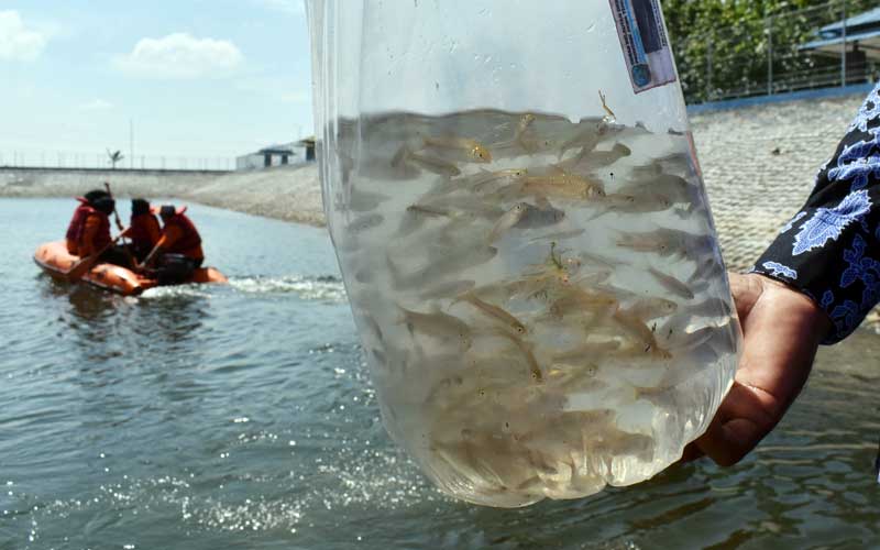  Pemprov Jatim Berikan Bantuan 130 Ribu Benih ikan Untuk Tingkatkan Konsumi Ikan Masyarakat