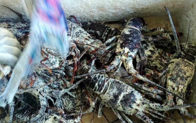  Ekspor Lobster Sumbar Terhenti akibat Pandemi 