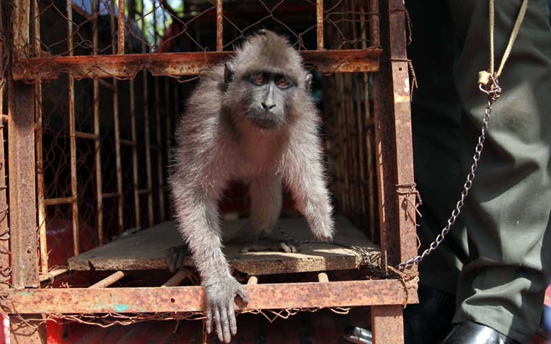  BKSDA Kendari Terima Kera Hitam Yang Tangannya Putus