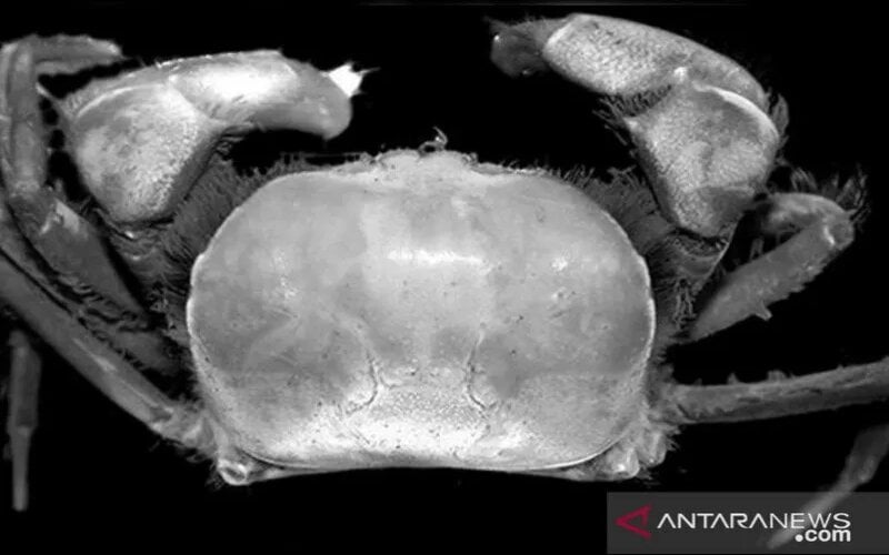  Dua Spesies Kepiting Baru Ditemukan di Wilayah Kerja Freeport