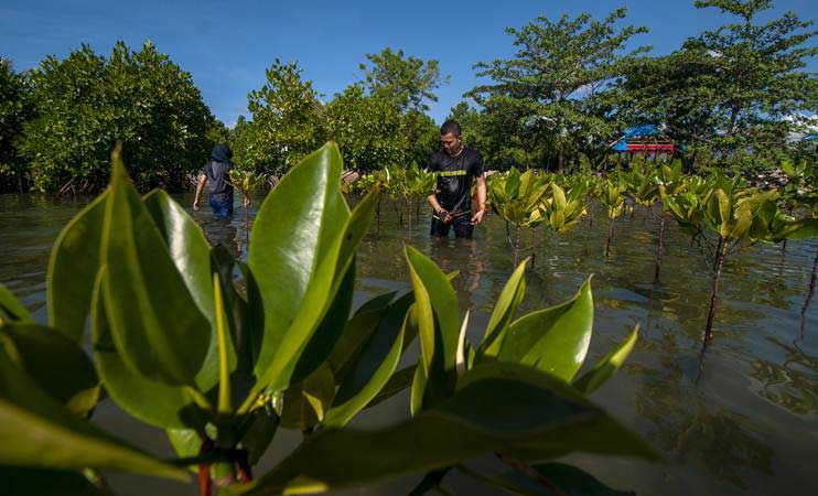 Menko Luhut Targetkan Penanaman Mangrove Selesai 4 Tahun