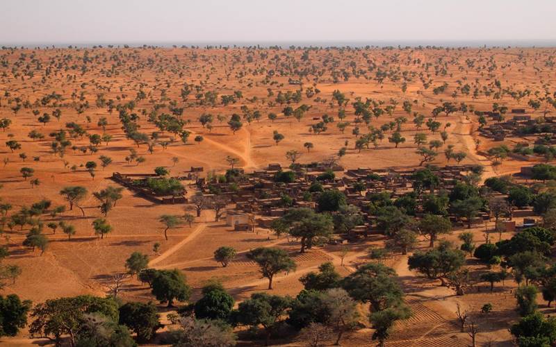  Ternyata Miliaran Pohon Tumbuh di Gurun Sahara
