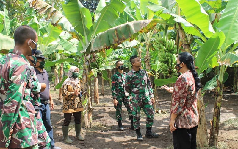  PTPN XI Kembangkan Agrowisata Museum Pisang Lumajang