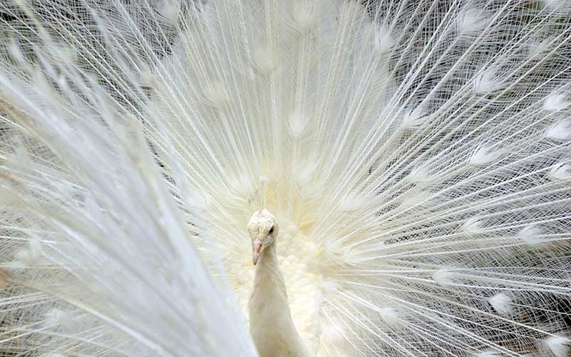  Merak putih Yang Didatangkan Dari India Melengkapi Kinantan Bird Park