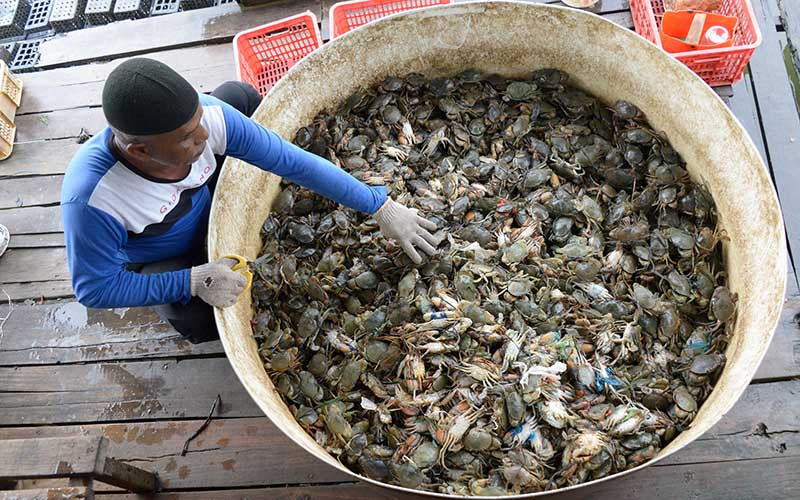  Permintaan Kepiting Soka di Aceh Mulai Meningkat