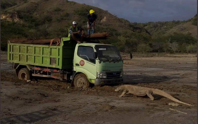  #SaveKomodo: Viral Foto Komodo Hadang Truk, BTNK Tutup Pulau Rinca