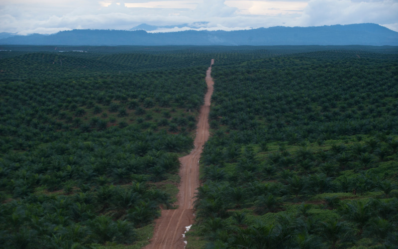  Pilpres AS Bikin Harga CPO Tersengat, Saham Emiten Sawit Terdongkrak