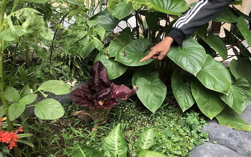  Heboh Bunga Bangkai di Solo, Ternyata itu Suweg. Berbau Anyir Sore Hari