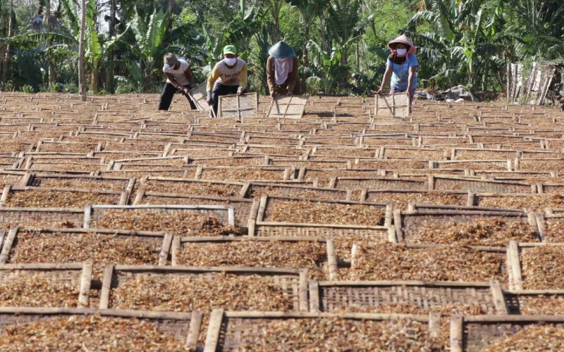  Pemerintah Segera Umumkan Kenaikan Cukai Rokok Pekan Ini?