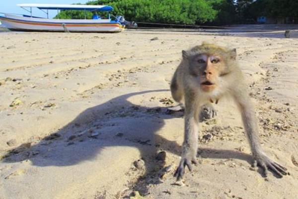  Wisata Monkey Forest Bali Dibuka Kembali, Protokol Kesehatan Diutamakan