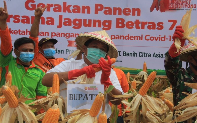  Kabupaten Jembrana Panen 19,9 Ton Jagung, Bagian Strategi Ketahanan Pangan