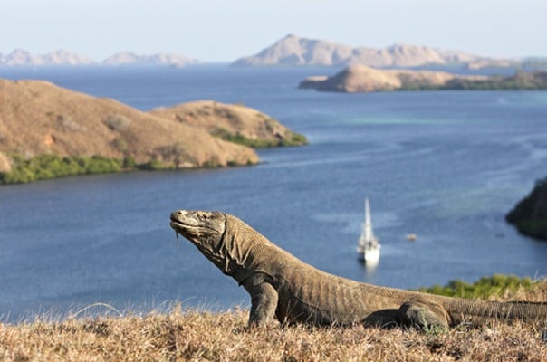  #SaveKomodo, KLHK: Penataan Taman Nasional Komodo Taat Kaidah Konservasi