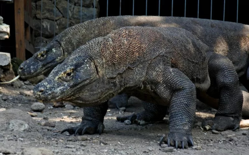  Izin Wisata untuk Swasta di TN Komodo Belum Aktif