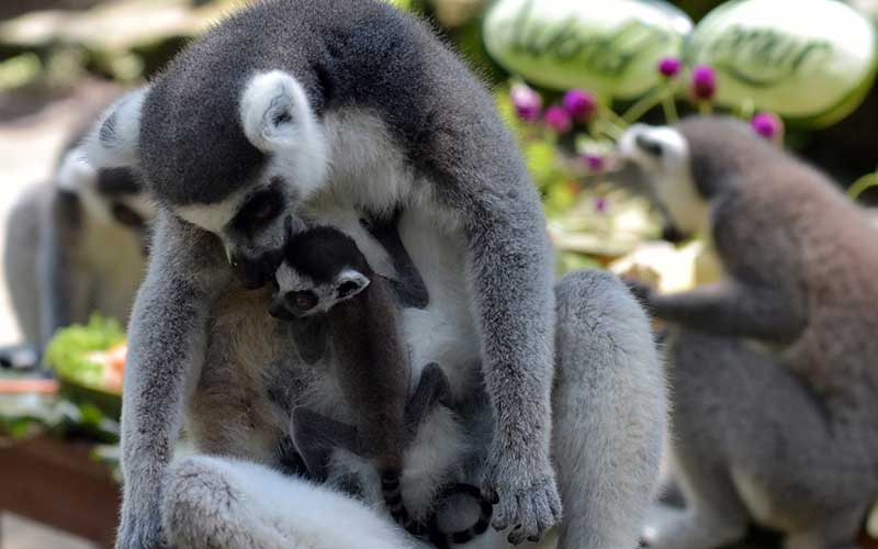  Bali Zoo Berhasil Mengebangbiakan Delapan Ekor Lemur Dalam Tiga Tahun