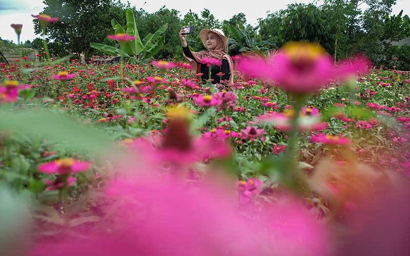  Kebun Tanaman Bunga Celosia Garden Ake di Belitung Ramai Dikunjungi Wisatawan