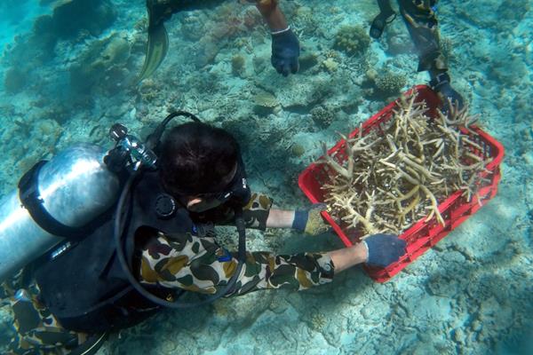  Lewat Program PEN, Terumbu Karang di Badung, Bali, Direstorasi