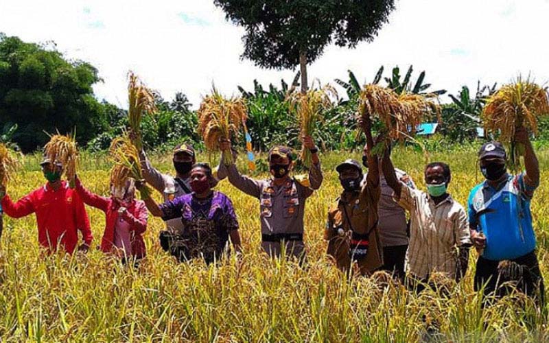  Teluk Wondama Kembangkan Padi Ladang di Webi