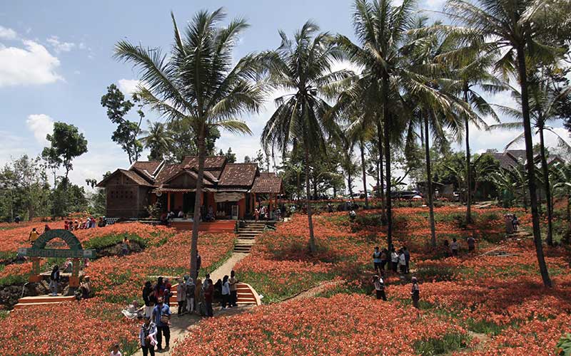  Kebun Bunga Amarilis di Patuk Gunungkidul Ramai Dikunjungi Wisatawan